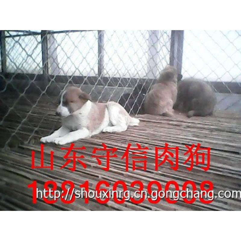肉狗崽