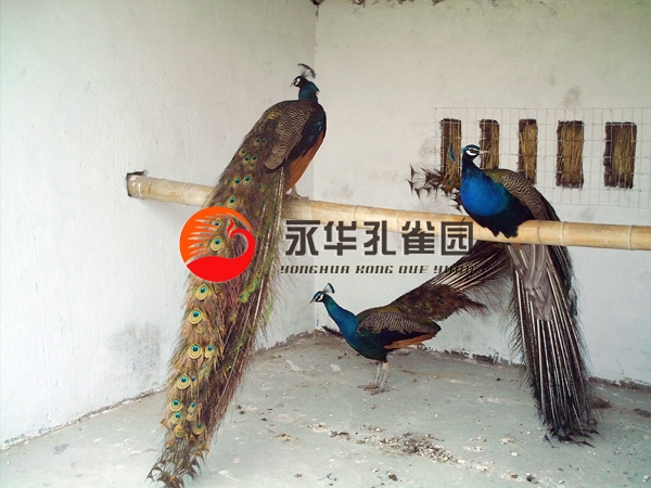 藍(lán)孔雀.jpg
